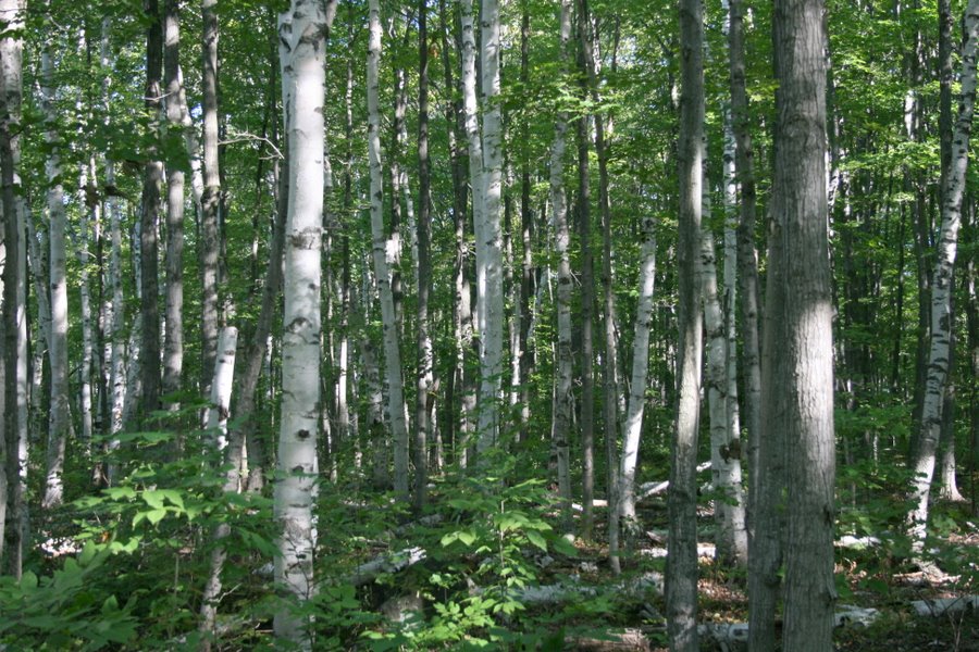 Birch Forests around Miller Lake